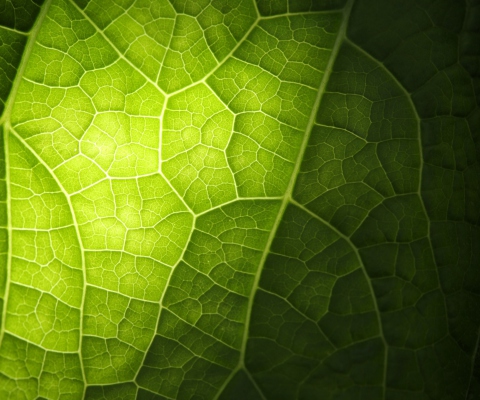 Das Green Leaf Macro Wallpaper 480x400