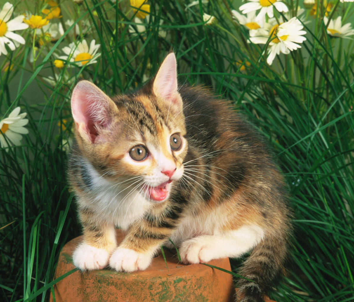 Обои Funny Kitten In Grass 1200x1024