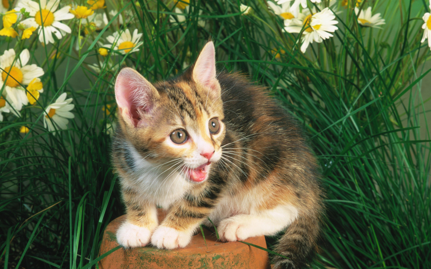 Screenshot №1 pro téma Funny Kitten In Grass 1440x900