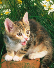 Обои Funny Kitten In Grass 176x220
