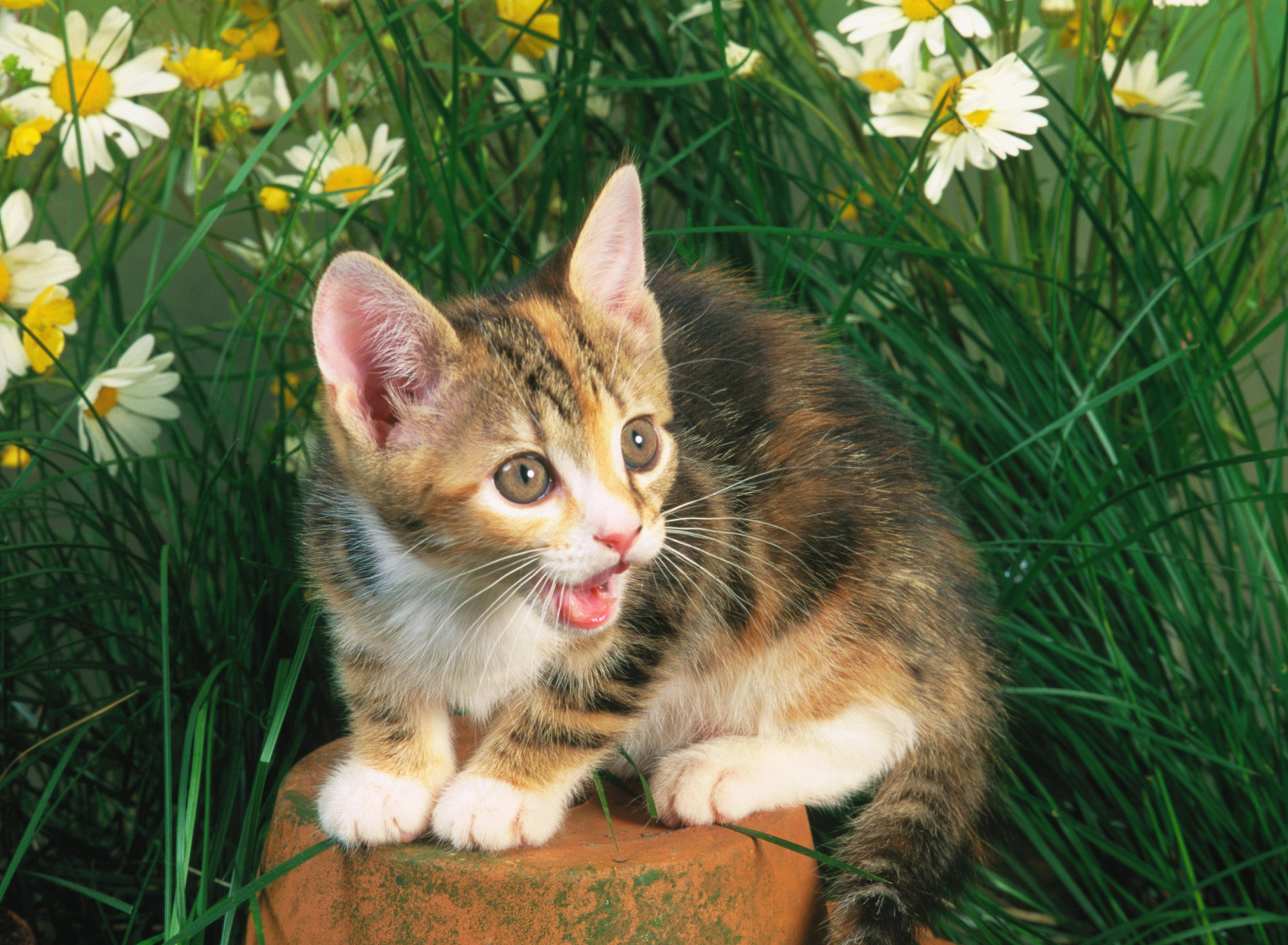 Das Funny Kitten In Grass Wallpaper 1920x1408
