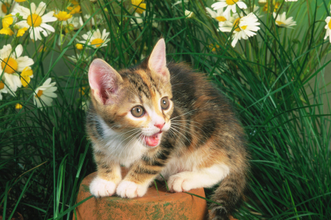 Das Funny Kitten In Grass Wallpaper 480x320