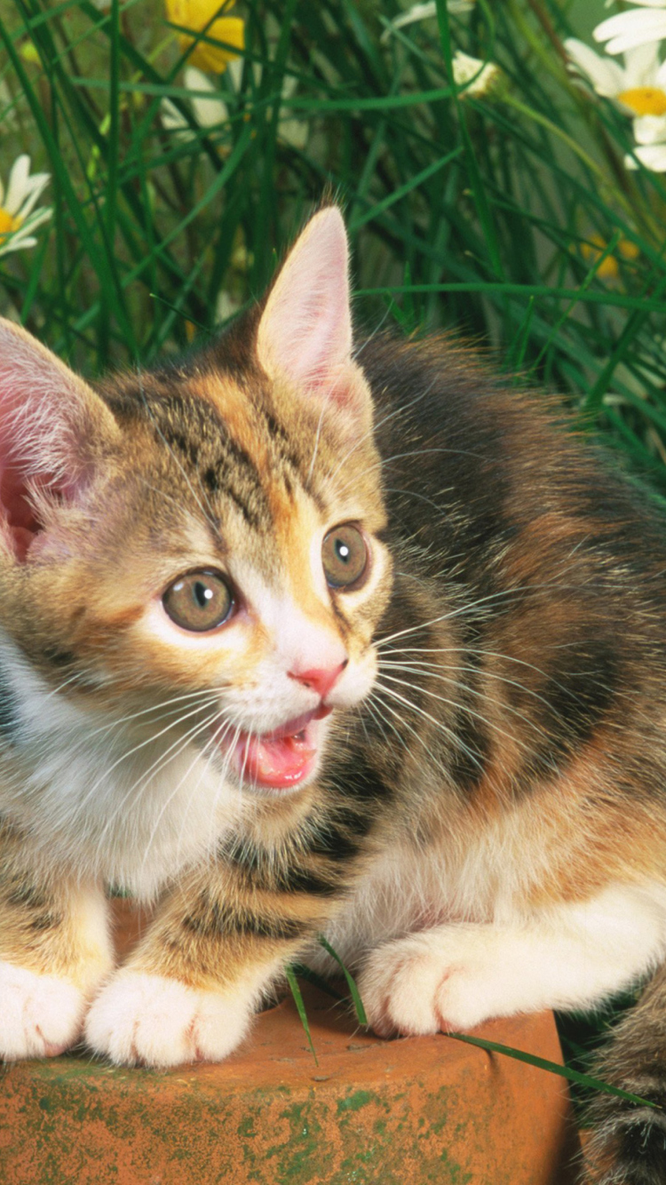 Sfondi Funny Kitten In Grass 750x1334
