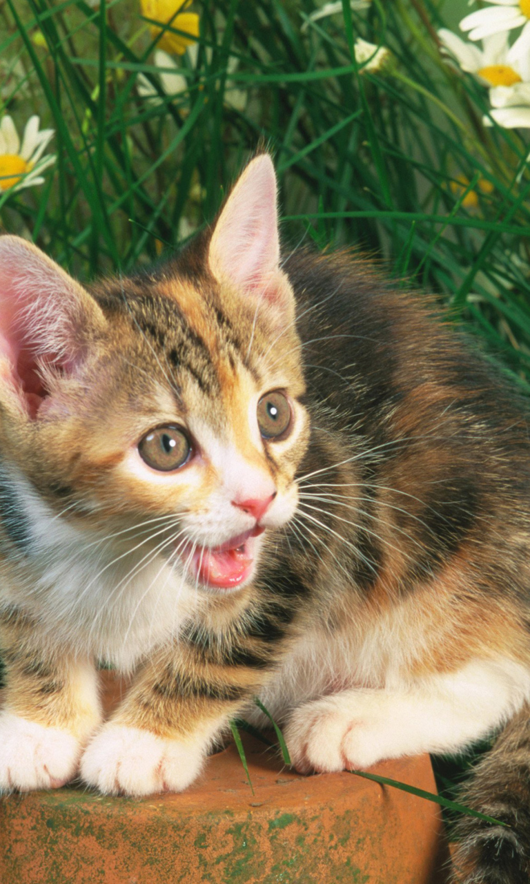 Обои Funny Kitten In Grass 768x1280