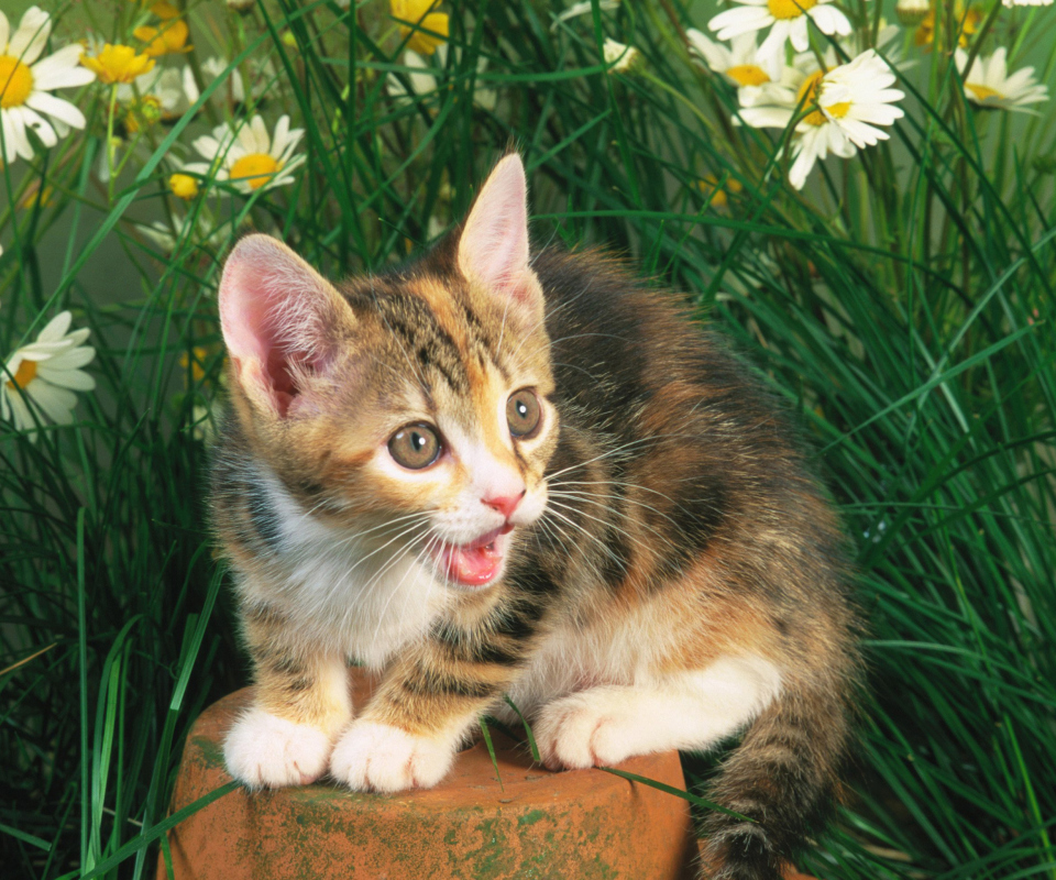 Обои Funny Kitten In Grass 960x800