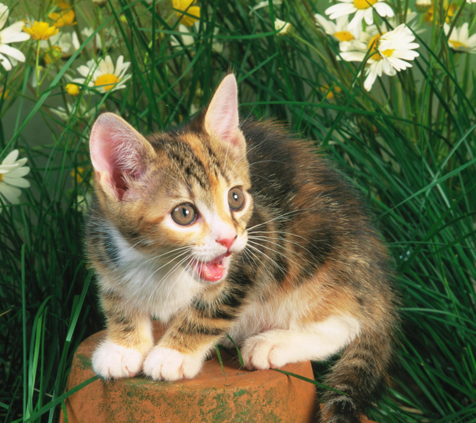 Обои Funny Kitten In Grass 960x854