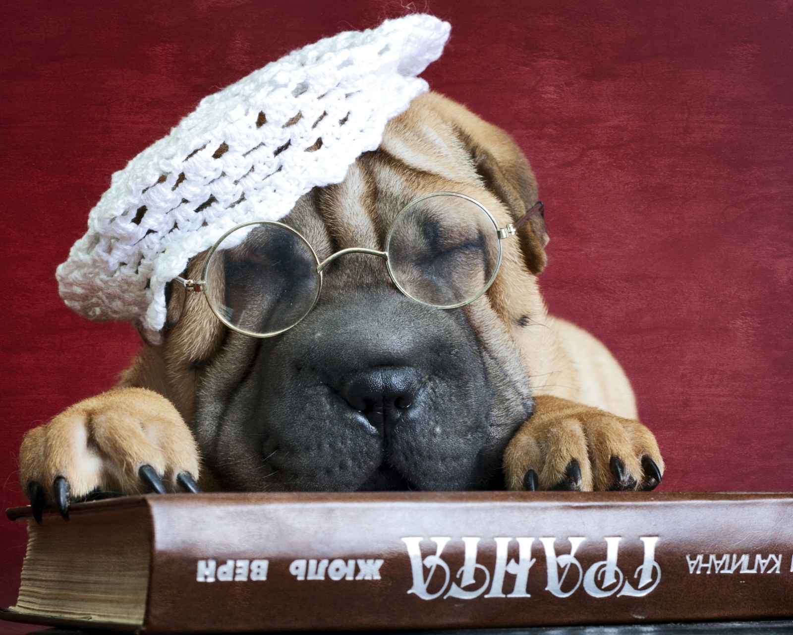 Das Funny Sleepy Shar Pei Wallpaper 1600x1280