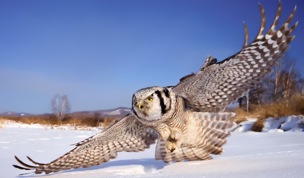 White Owl wallpaper 1024x600