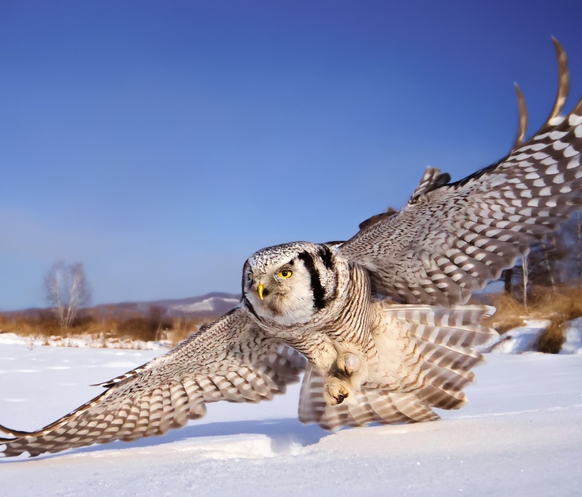 Sfondi White Owl 1200x1024