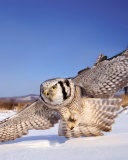 Sfondi White Owl 128x160