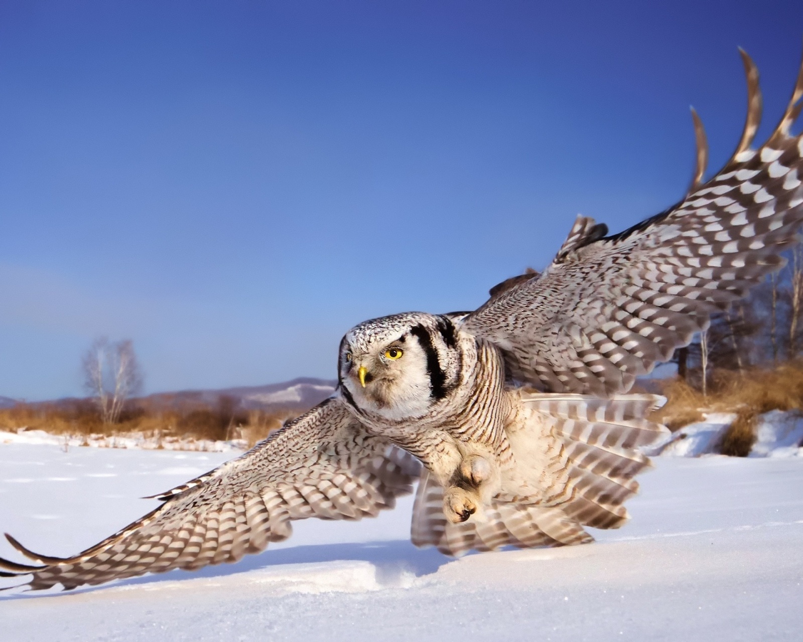 Sfondi White Owl 1600x1280