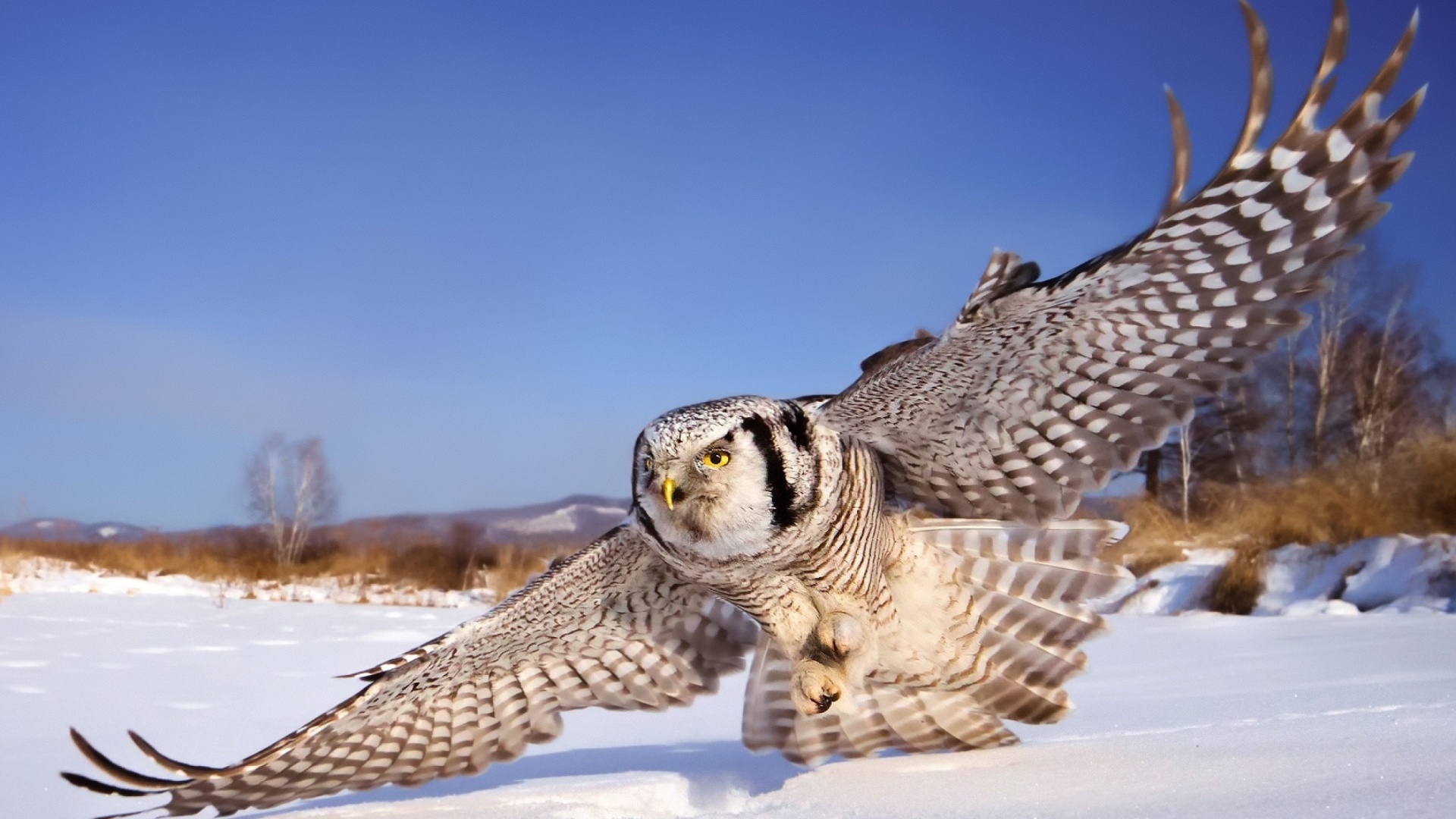 Fondo de pantalla White Owl 1920x1080