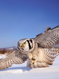 Sfondi White Owl 240x320
