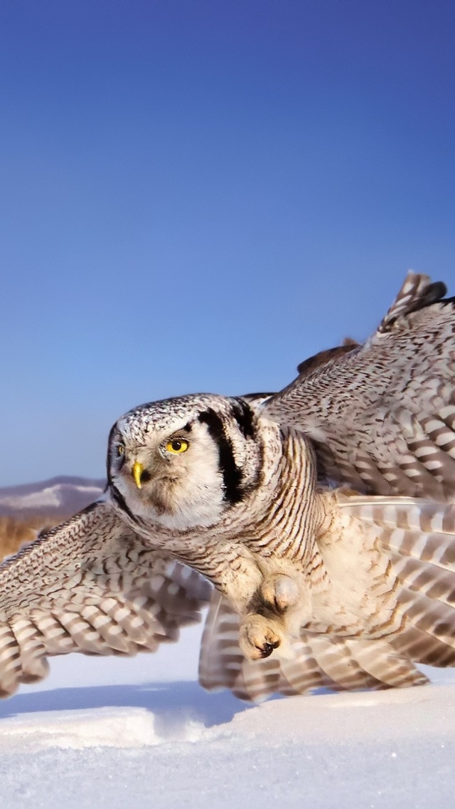 Sfondi White Owl 640x1136