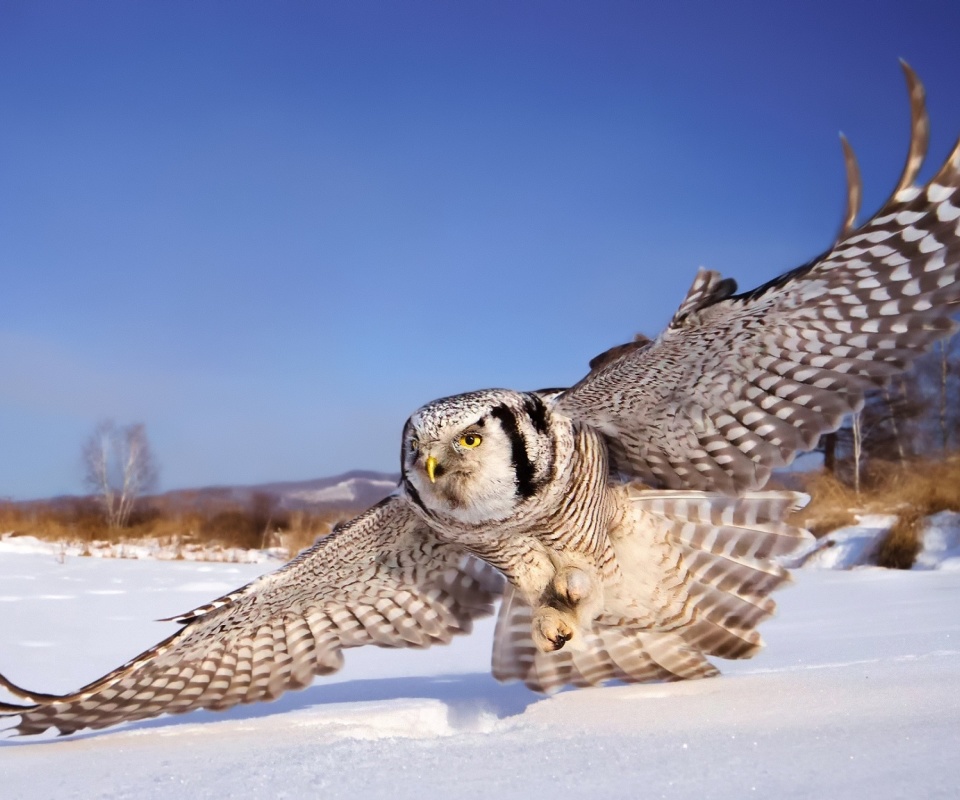 White Owl wallpaper 960x800