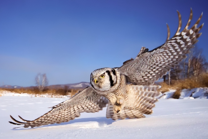 Fondo de pantalla White Owl