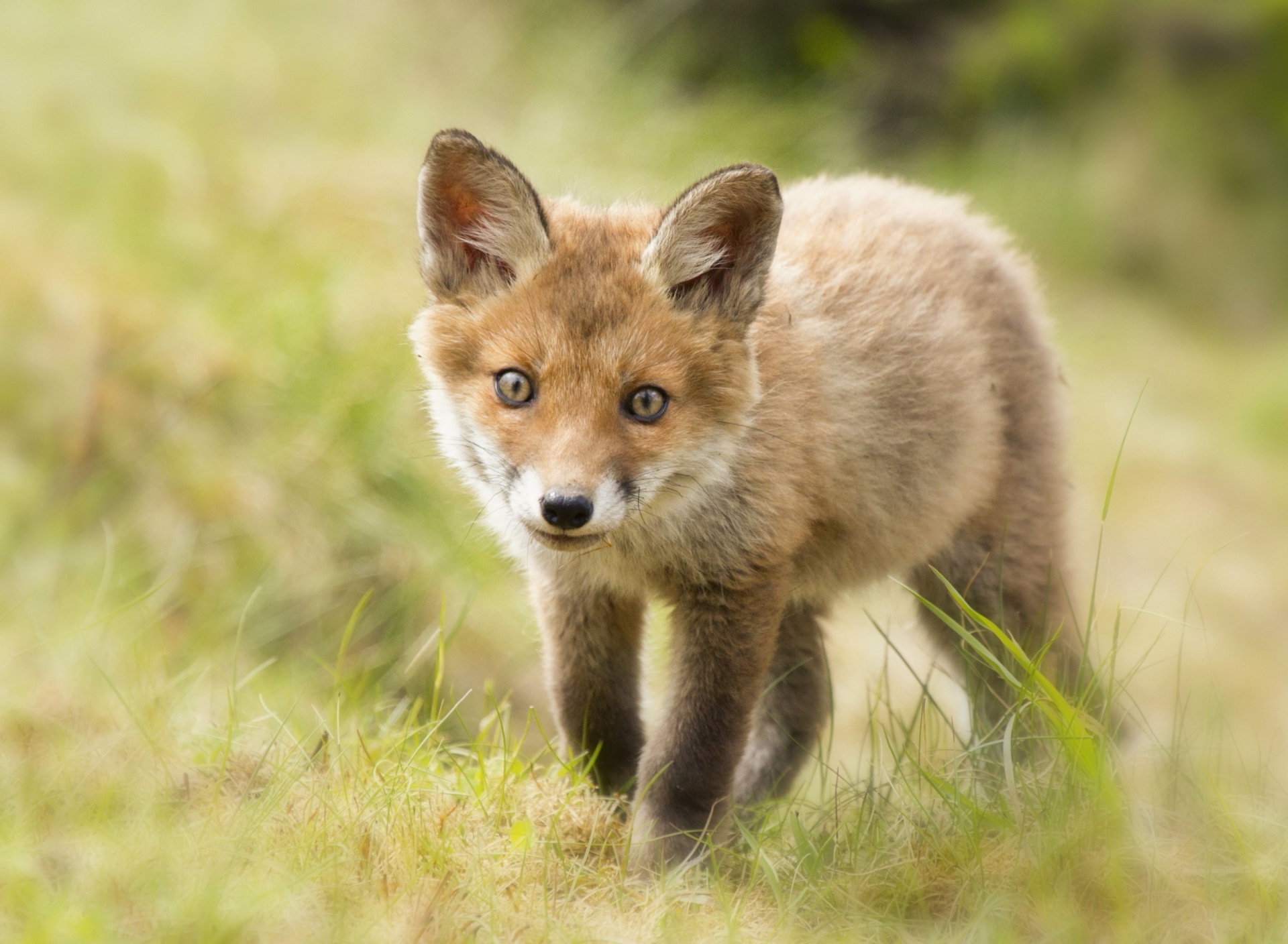 Sfondi Cute Fox Cub 1920x1408