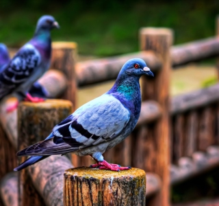 Pigeon Picture for 208x208