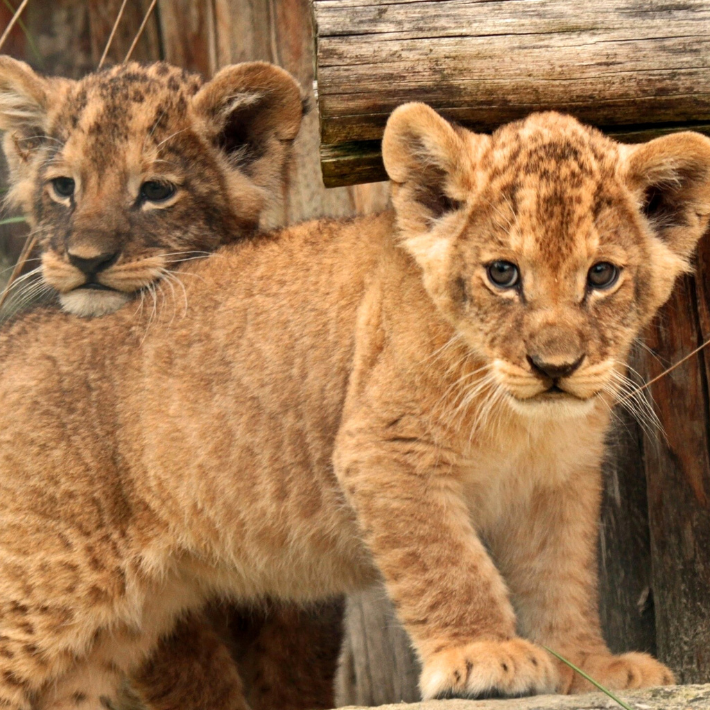 Fondo de pantalla Young lion cubs 1024x1024