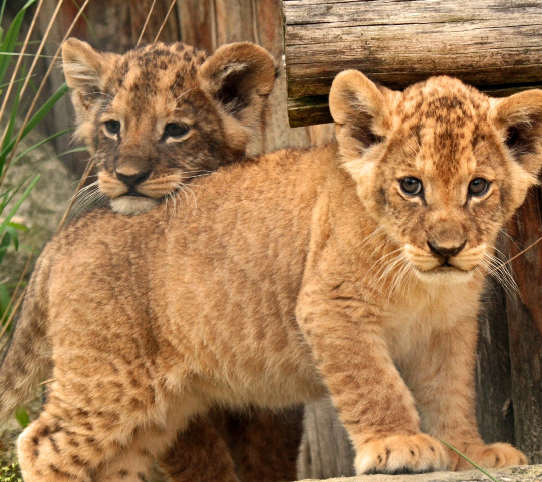 Sfondi Young lion cubs 1080x960