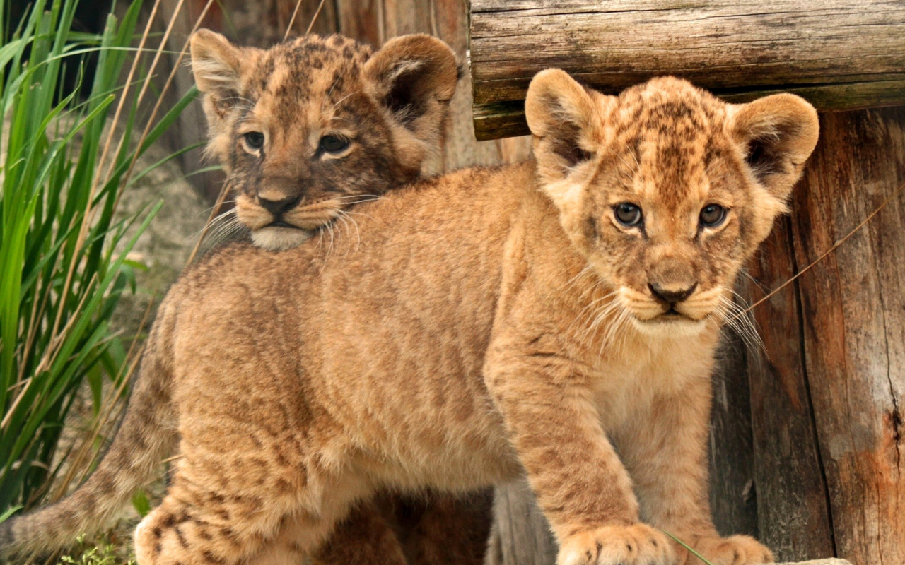 Fondo de pantalla Young lion cubs 1280x800