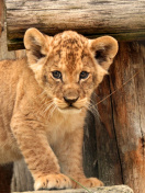 Young lion cubs wallpaper 132x176