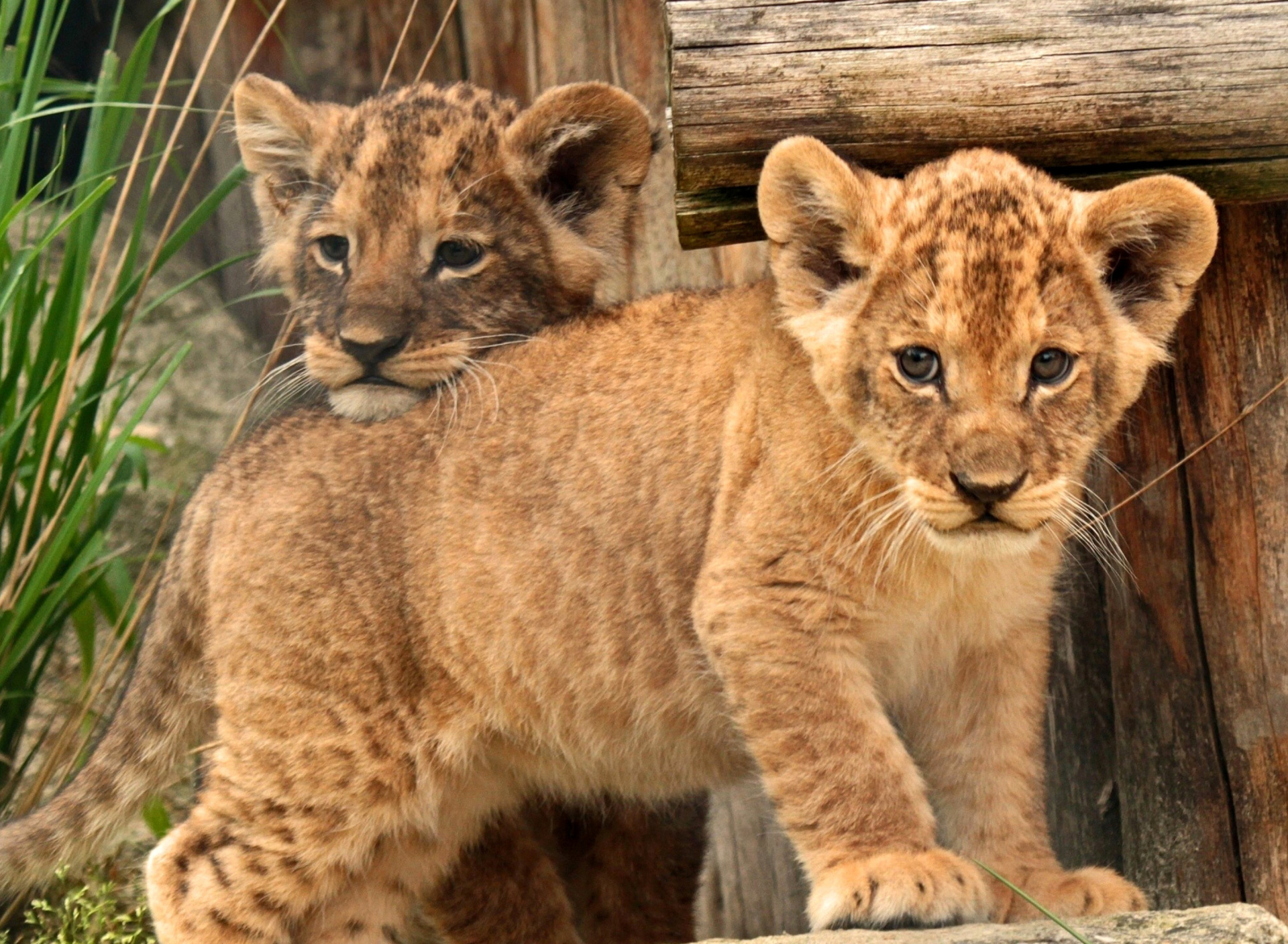 Screenshot №1 pro téma Young lion cubs 1920x1408