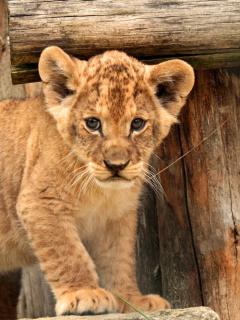 Young lion cubs wallpaper 240x320