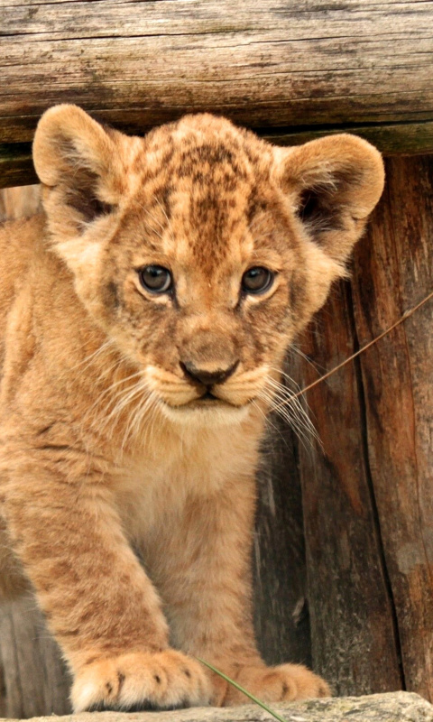 Young lion cubs wallpaper 480x800