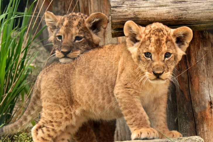 Young lion cubs wallpaper