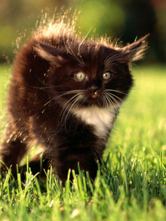 Black Fluffy Kitty wallpaper 240x320