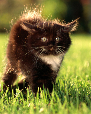 Black Fluffy Kitty - Obrázkek zdarma pro Nokia Asha 308