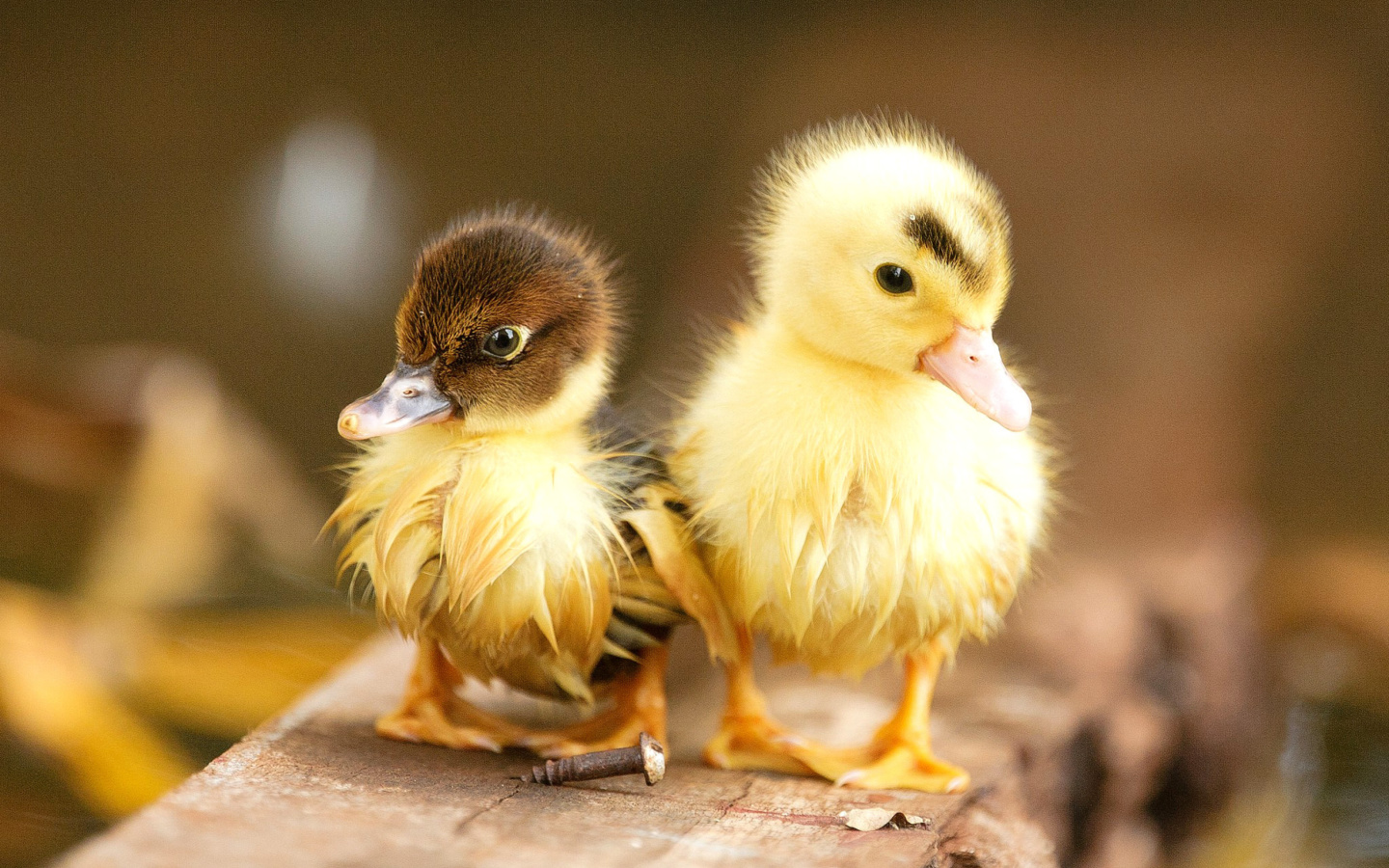 Обои Ducklings 1440x900