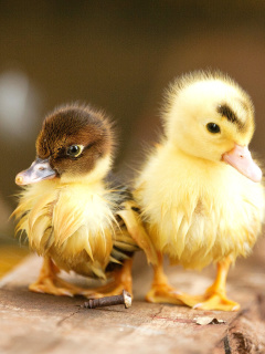 Обои Ducklings 240x320