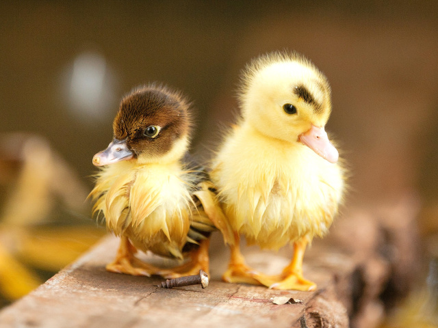 Ducklings wallpaper 640x480