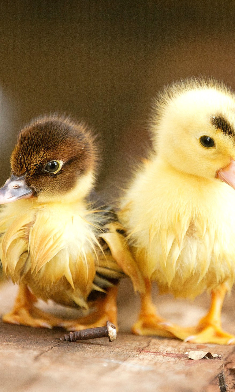 Das Ducklings Wallpaper 768x1280