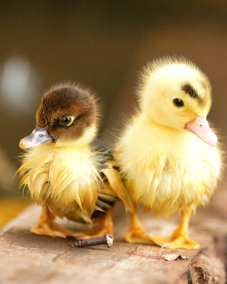 Ducklings sfondi gratuiti per Nokia X7