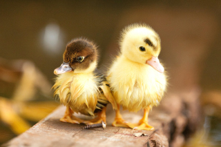 Free Ducklings Picture for Android, iPhone and iPad