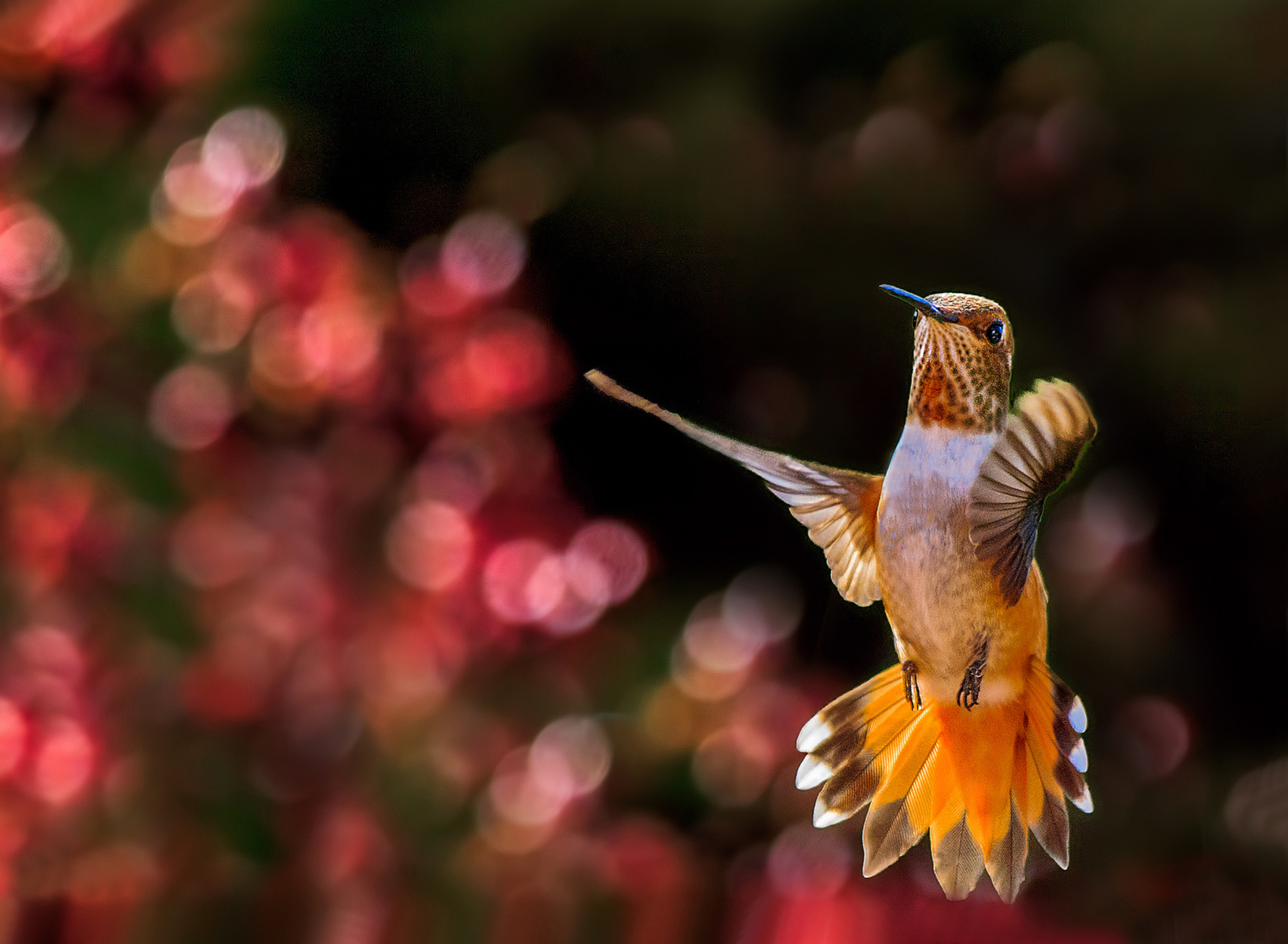 Das Hummingbird In Flight Wallpaper 1920x1408