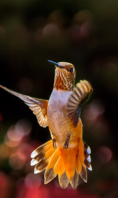 Hummingbird In Flight screenshot #1 240x400