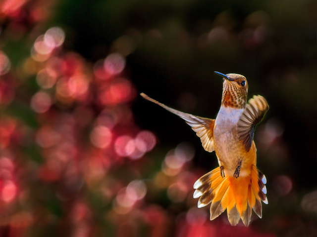 Hummingbird In Flight screenshot #1 640x480