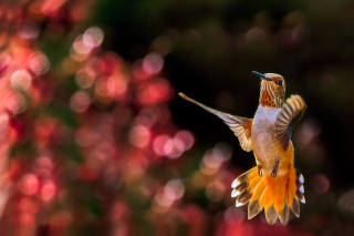 Hummingbird In Flight - Obrázkek zdarma pro Nokia XL