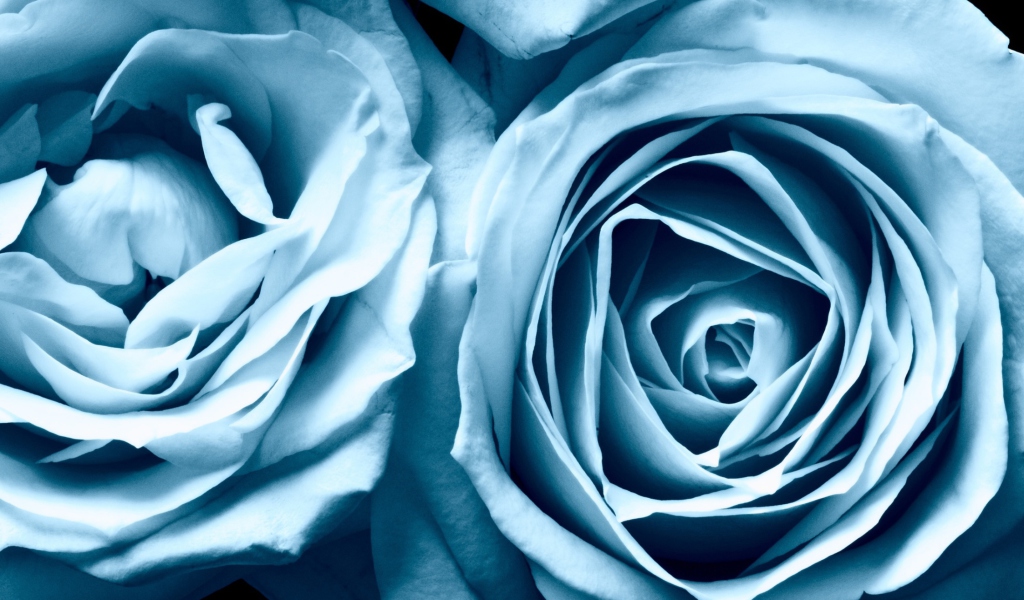 Blue Rose screenshot #1 1024x600
