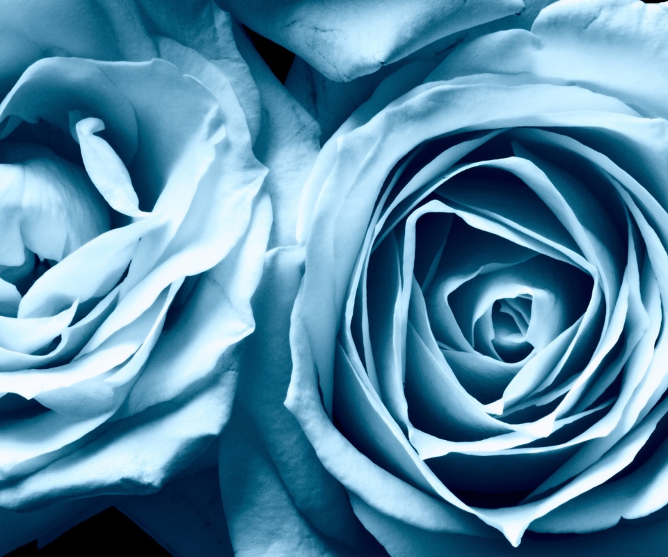 Blue Rose wallpaper 960x800