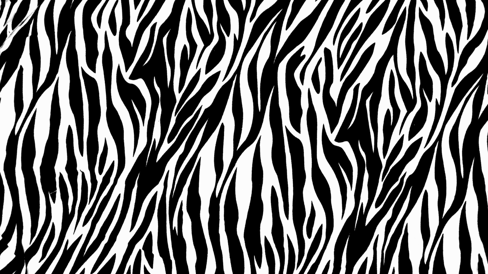 Das Zebra Print Wallpaper 1920x1080