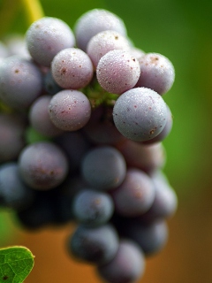 Screenshot №1 pro téma Purple Grapes Macro 240x320