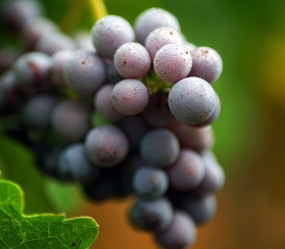 Purple Grapes Macro Background for 128x128