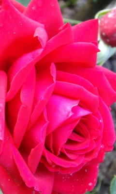 Rose screenshot #1 240x400