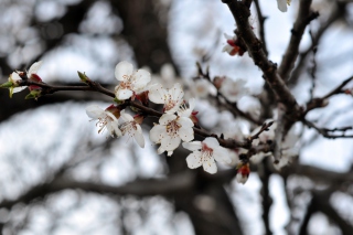 Spring Blossom - Obrázkek zdarma pro 1600x1280