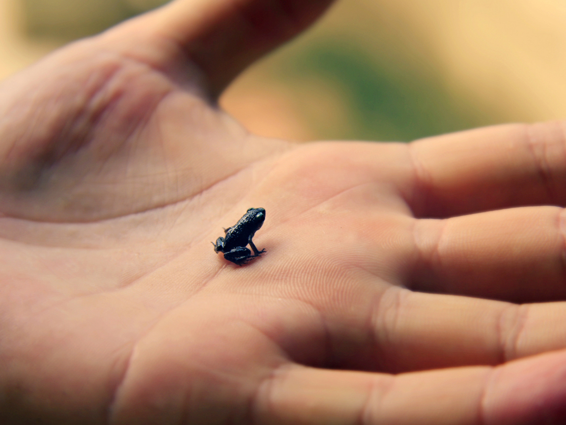 Das Little Black Frog Wallpaper 1152x864